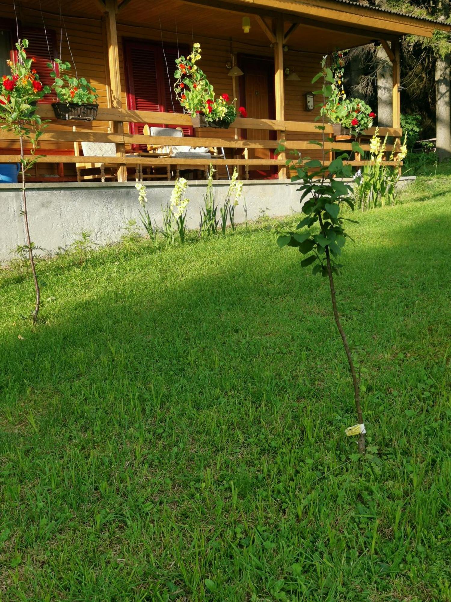 Challet Montan Poiana Brasov Ngoại thất bức ảnh